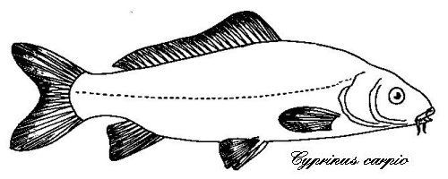 carpa.jpg (23648 byte)